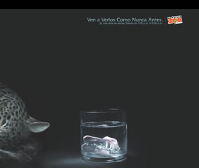 Leopardo