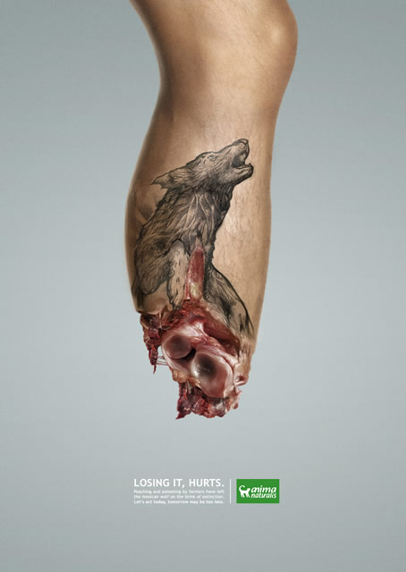 Lobo