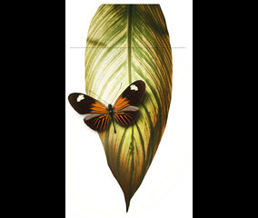 Fundación Biodiversidad