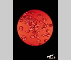 Microscopio