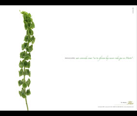 Moluccella