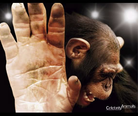 Monkey