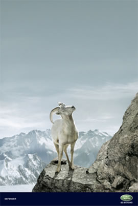 Animales 3