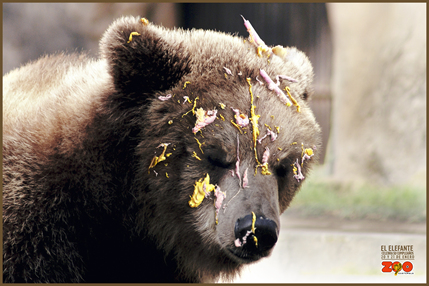 Oso