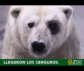 Oso Polar