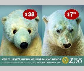 Oso Polar