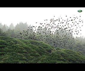 Pájaros