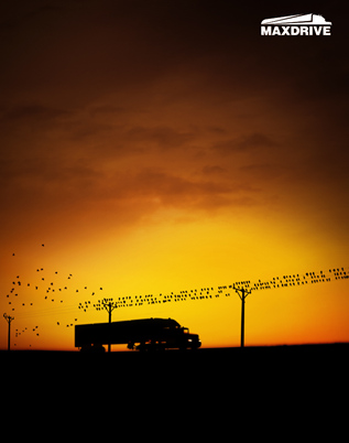 Pájaros