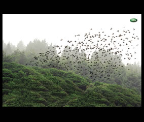 Pájaros