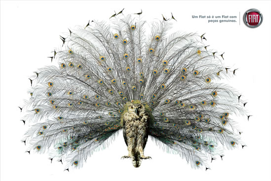 Pavo