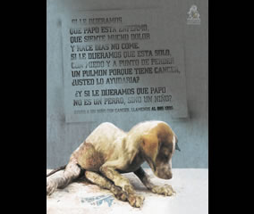 Gráfica - Fundación Hogar de la Divina Misericordia (Sancho BBDO)
