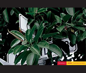 Plants