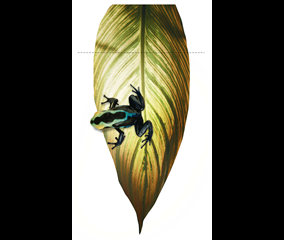 Rana (Frente)