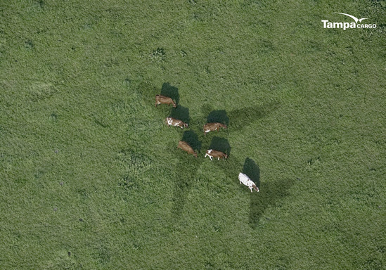 Vacas