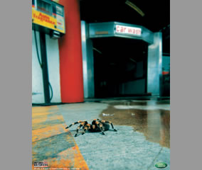 Tarántula
