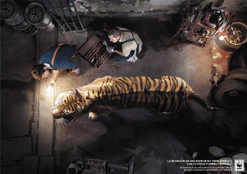 Tigre
