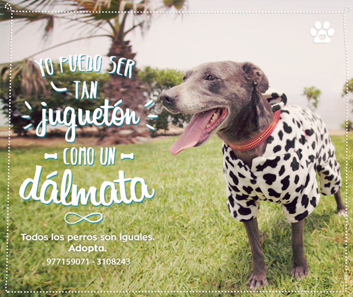 Disfraces de Adopción 2